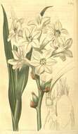 Image of tuberose