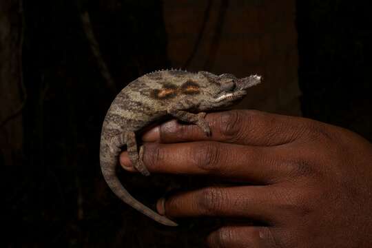 Image of Malagasy chameleons