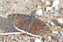 Image of Erynnis pacuvius Lintner 1878