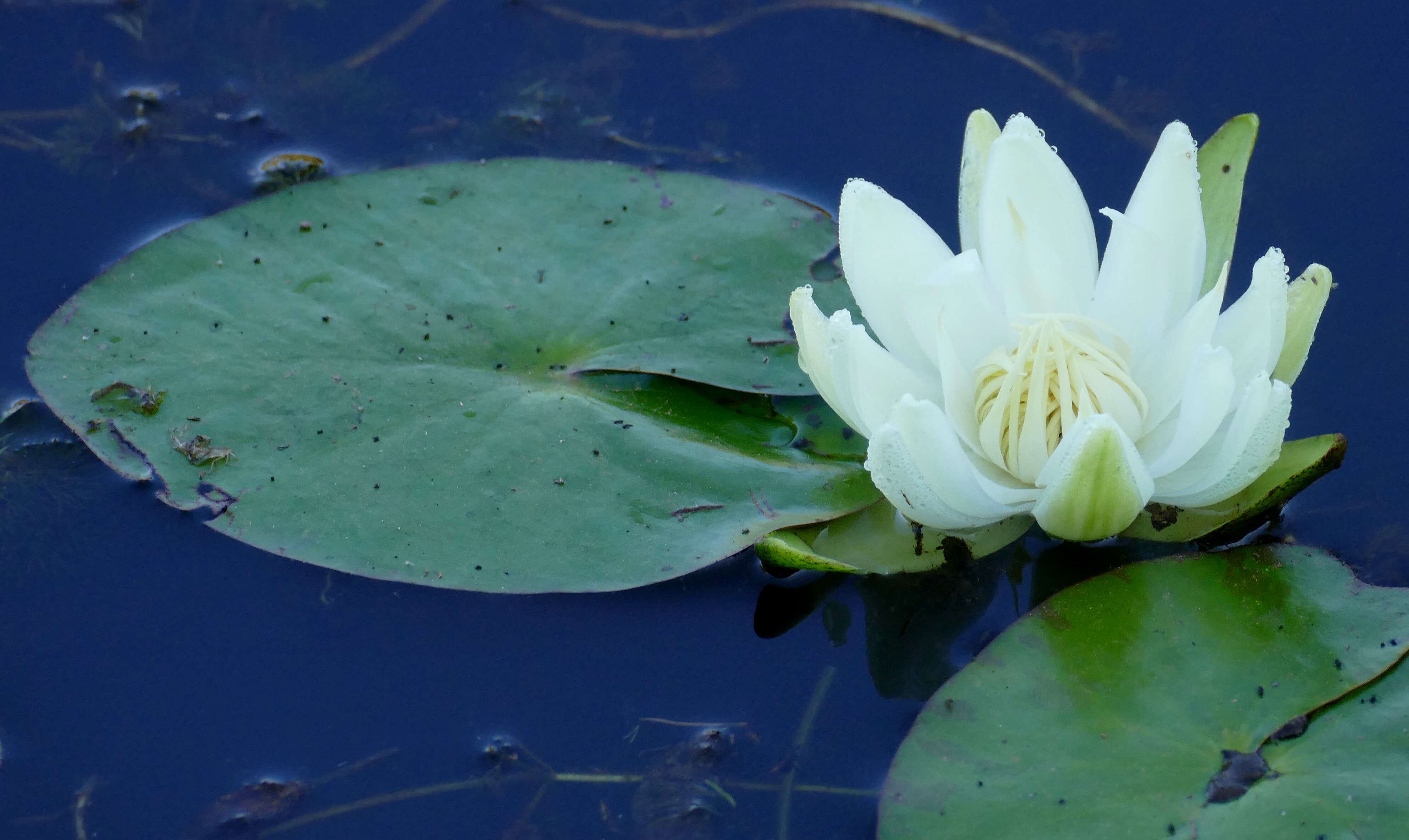 Image de Nymphaea amazonum Mart. & Zucc.