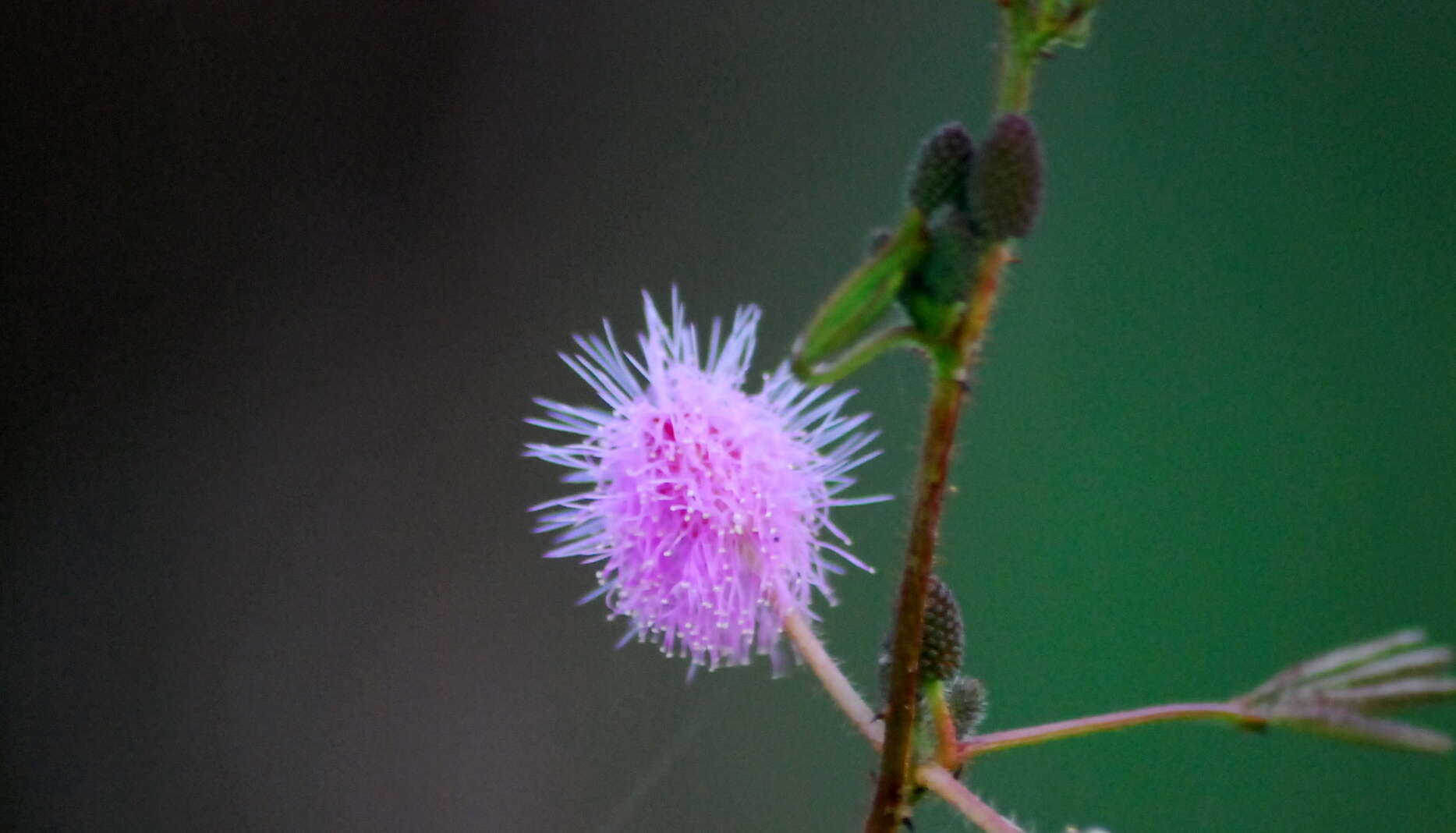 Image of sensitive plant