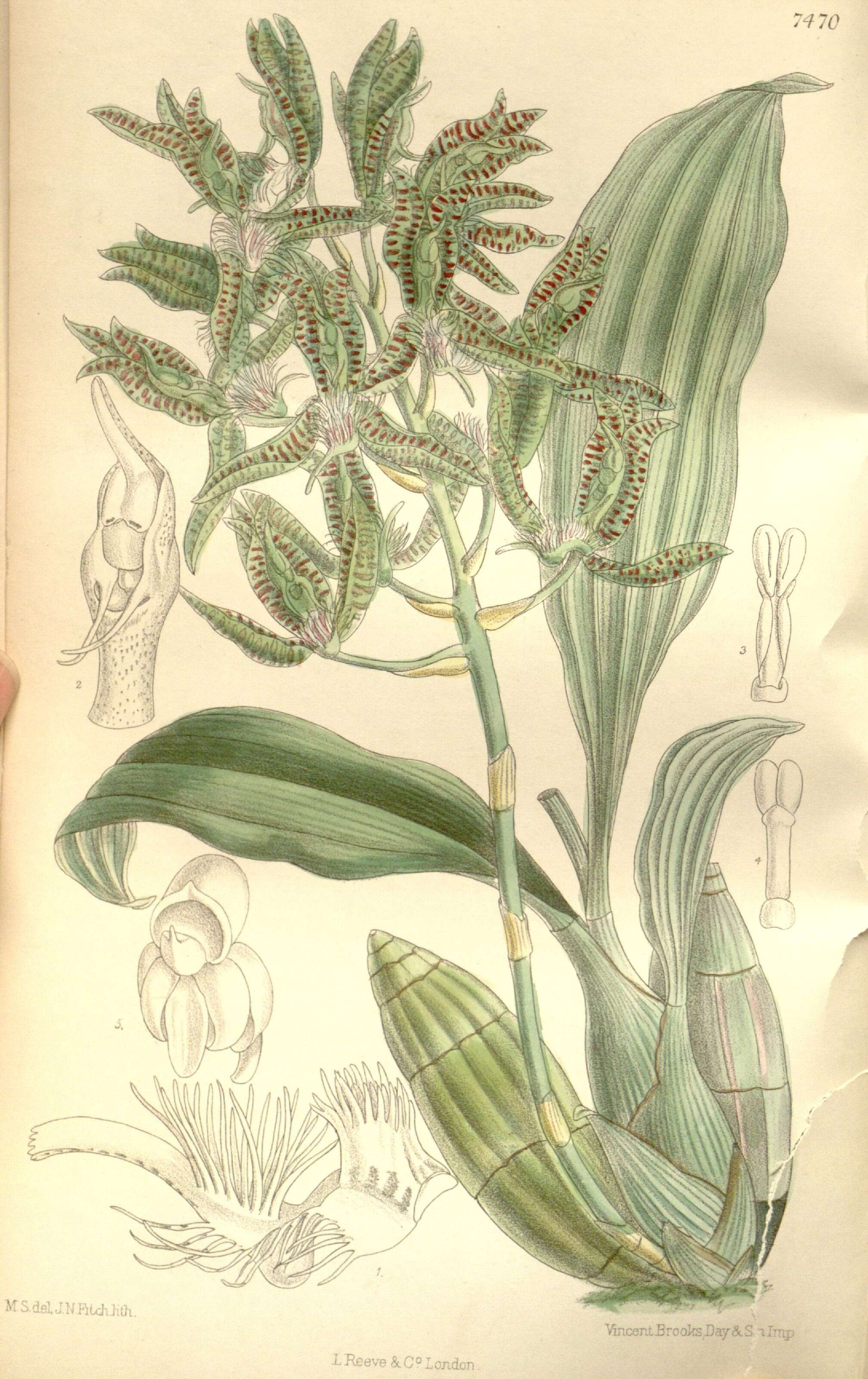 Image of Catasetum randii Rolfe
