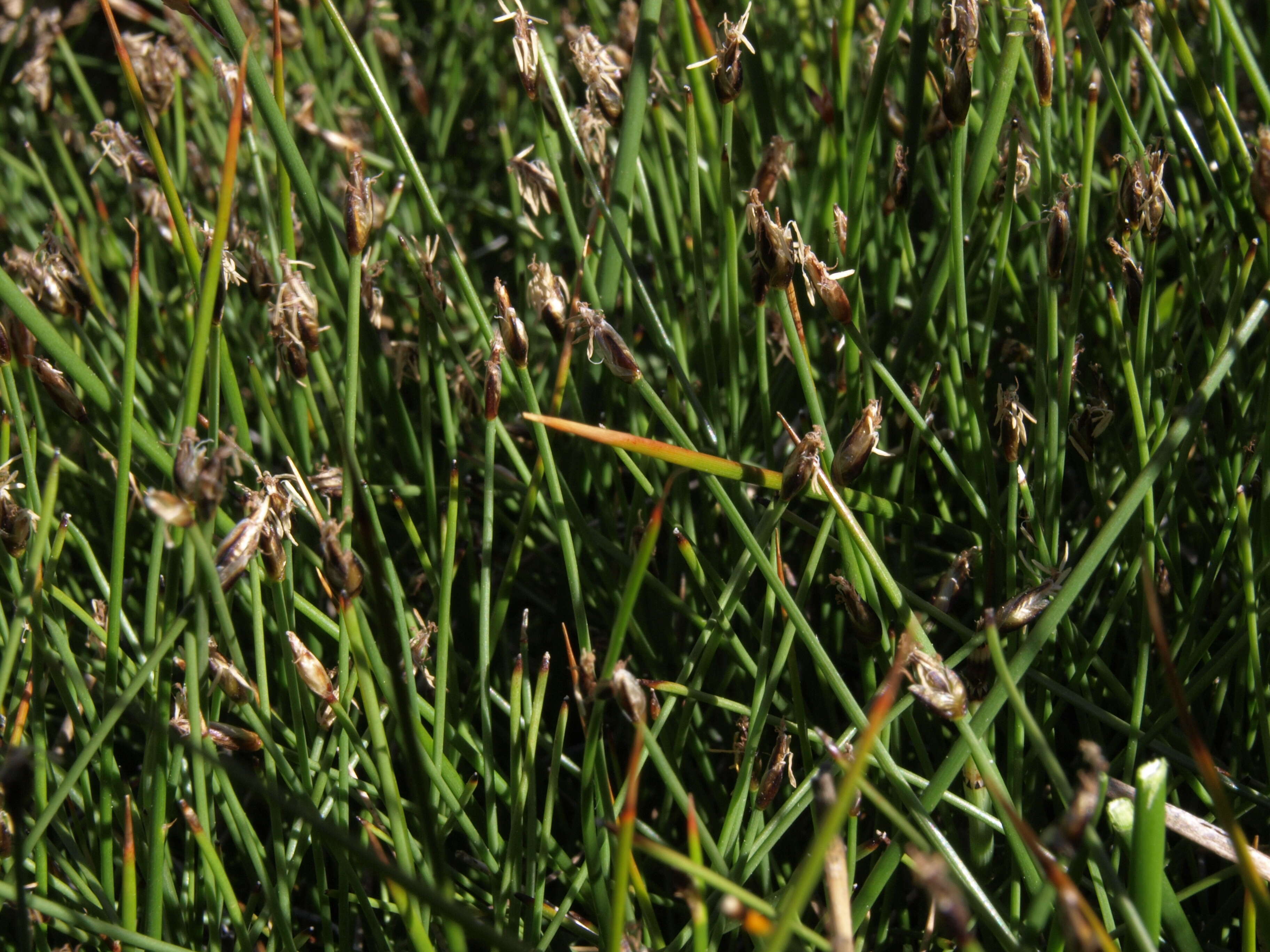 Image of Few-flowered Spike-rush