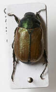 Image of Anomala dubia (Scopoli 1763)