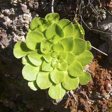 Image of Aeonium glandulosum (Ait.) Webb & Berth.