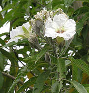 Image of Tree morning glory