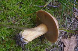 Image of Suillus variegatus (Sw.) Richon & Roze 1888