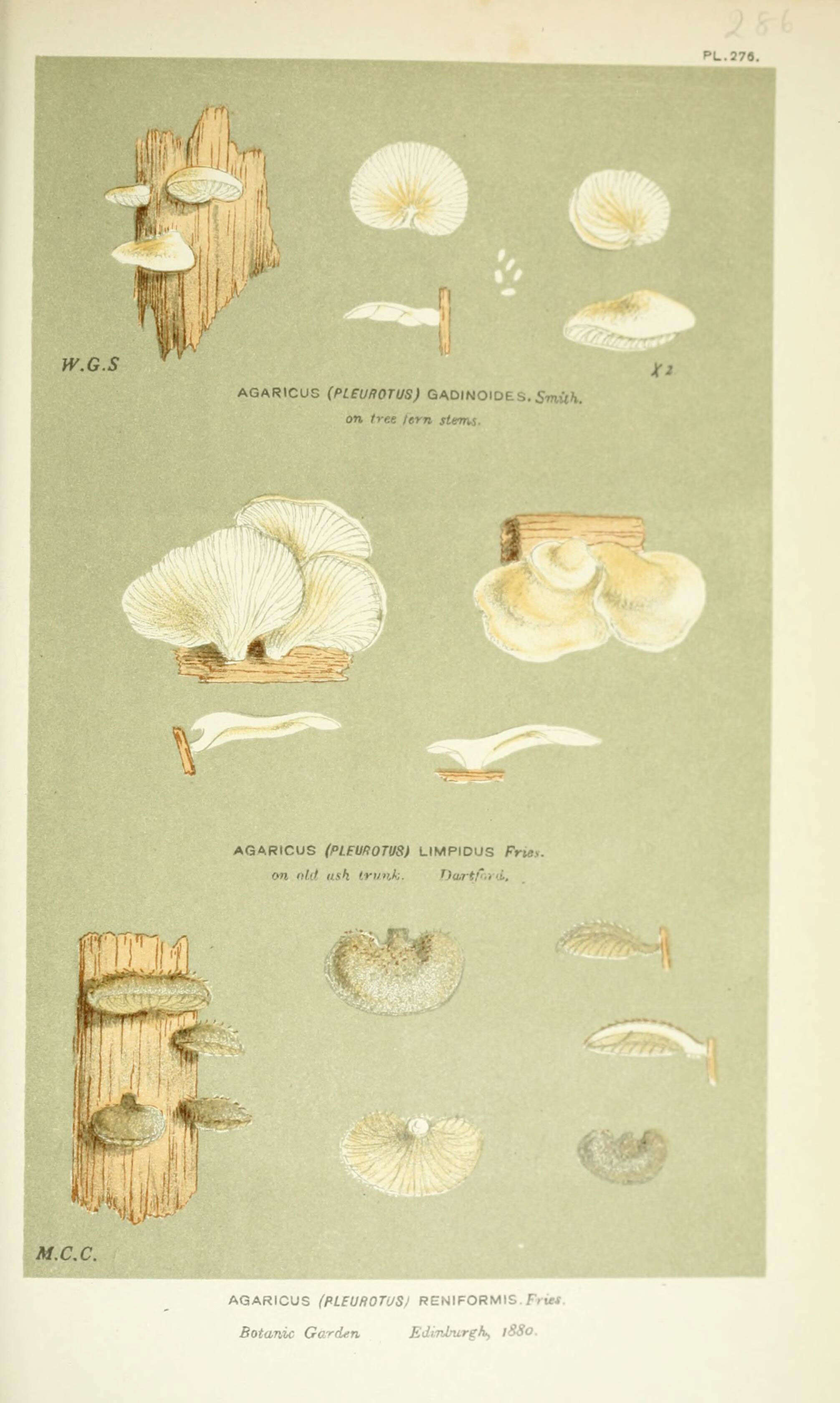 Image of Agaricus gadinoides