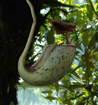 Image of Raffles' pitcher plant