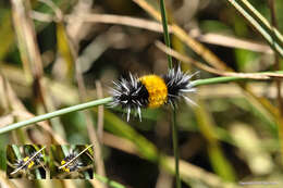 Image of Lophocampa Harris 1841