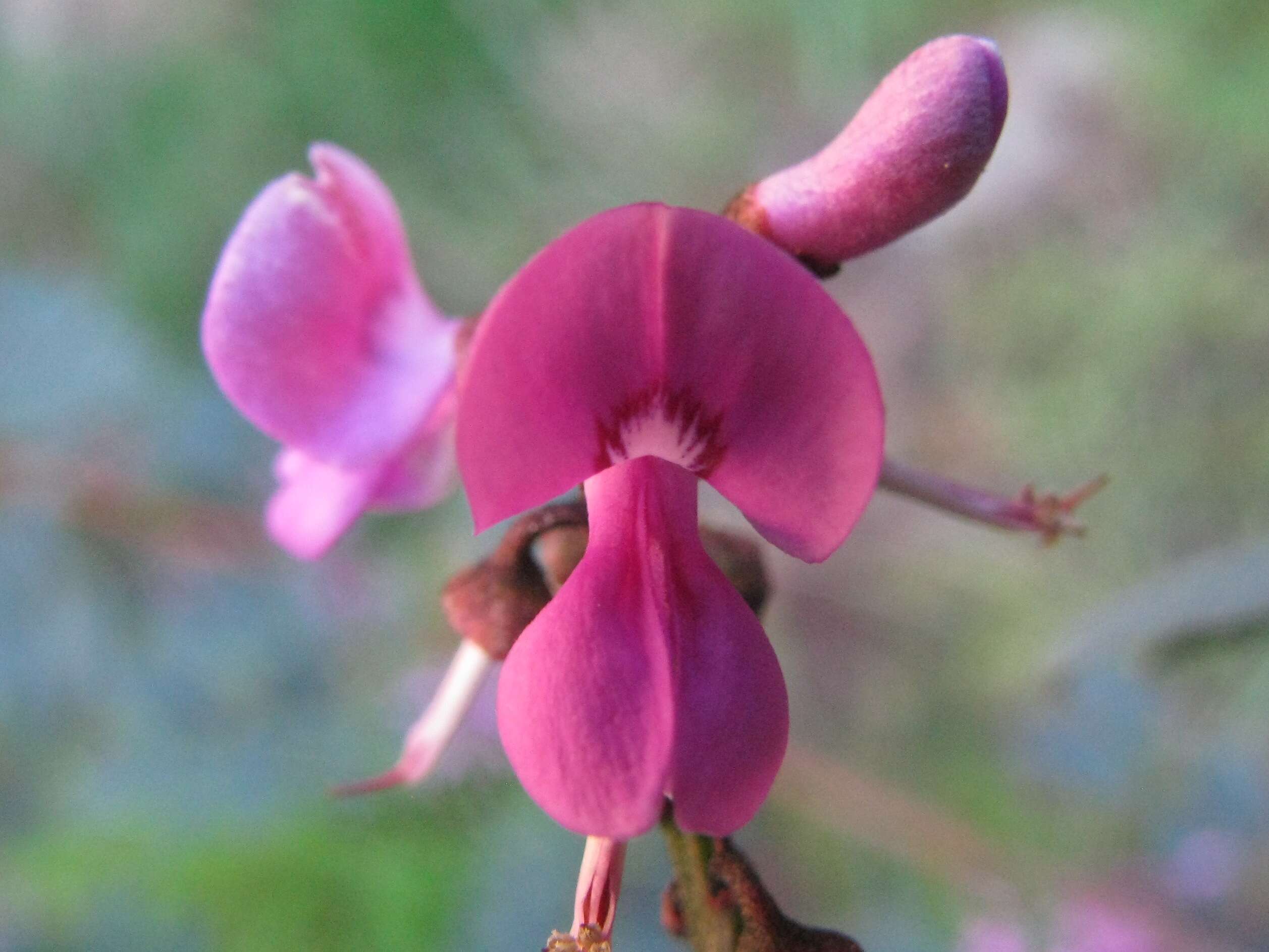 Image de Indigofera australis Willd.