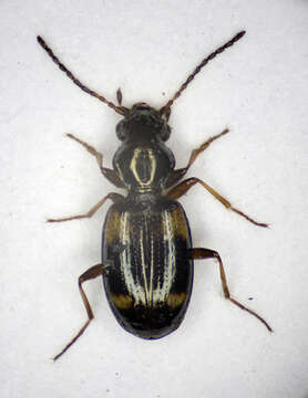 Image of Bembidion (Bembidion) quadrimaculatum (Linnaeus 1760)