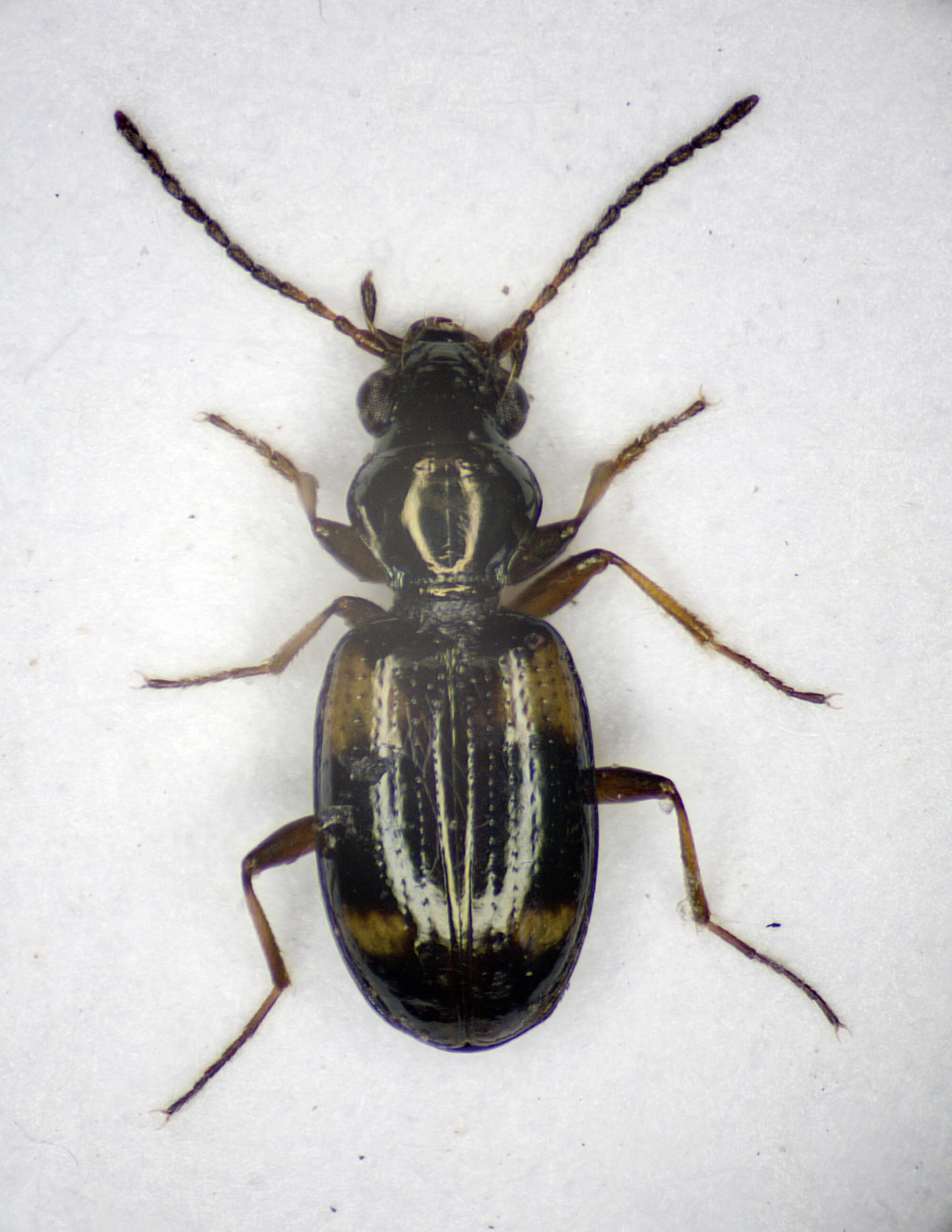 Plancia ëd Bembidion