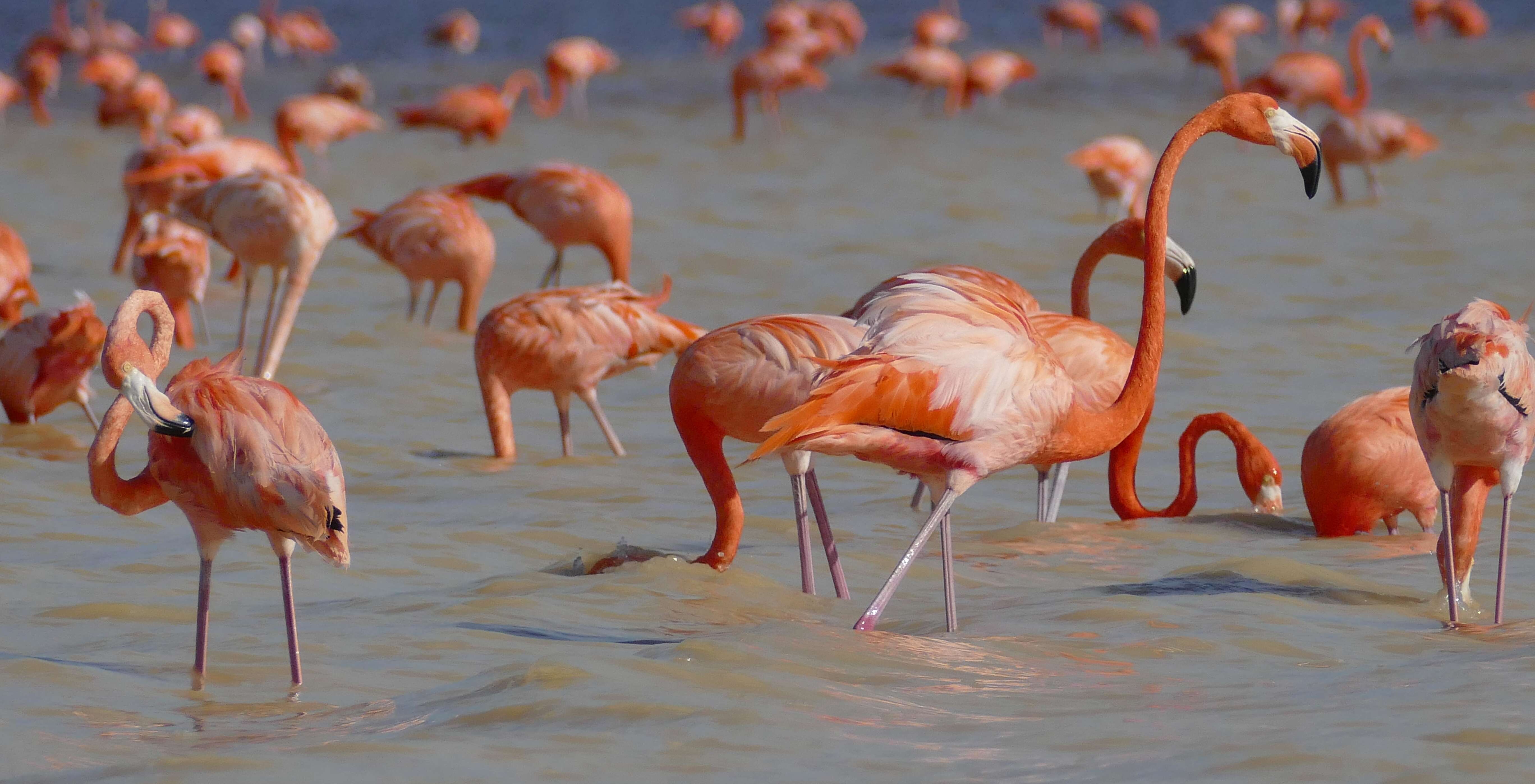 Imagem de Phoenicopterus ruber Linnaeus 1758