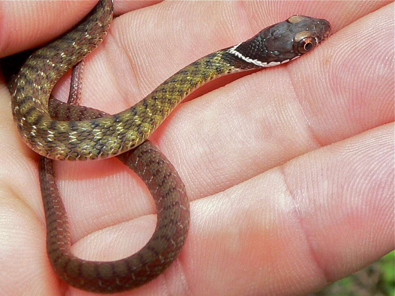 Image of Southern Water Snake