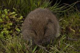 Image of broad-toothed rat