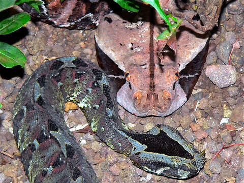 Image of Rhinoceros Viper