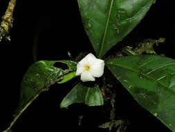 Image of Randia grandifolia (Donn. Sm.) Standl.