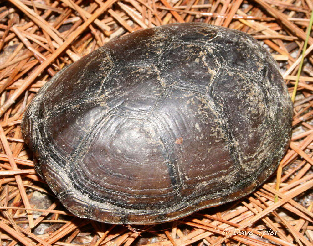 Image of Eastern box turtle