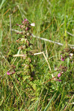 Image of European purple lousewort