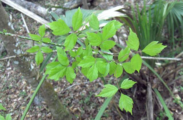 Image of Box Elder