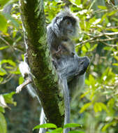 Image of Lutungs or leaf monkeys