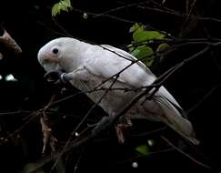 Image of Cacatua Vieillot 1817