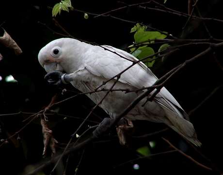 Image of Goffin's Cockatoo