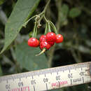 Solanum terminale Forsk. resmi