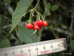 Image of Solanum terminale Forsk.