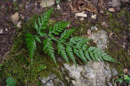 Image of Asplenium onopteris L.