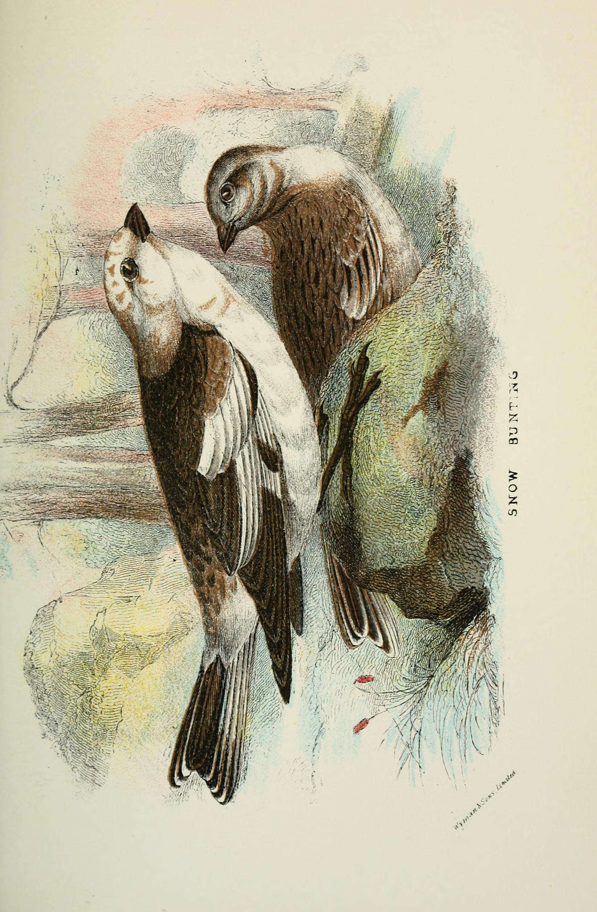 Image of Plectrophenax Stejneger 1882