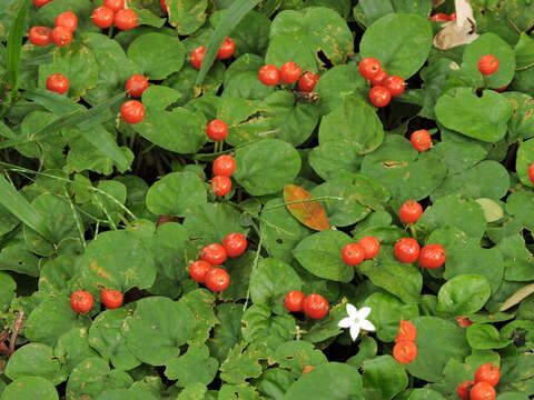 Image of Geophila cordifolia Miq.