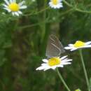 Image of Blue Spot Hairstreak