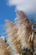 Image of pampas grass