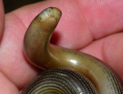 Image of Peter's Giant Blind Snake