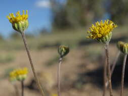 Image of fineleaf hymenopappus