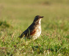 Image of Redwing