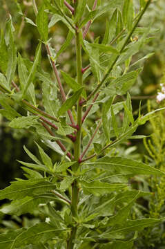 Imagem de Oenothera gaura W. L. Wagner & Hoch