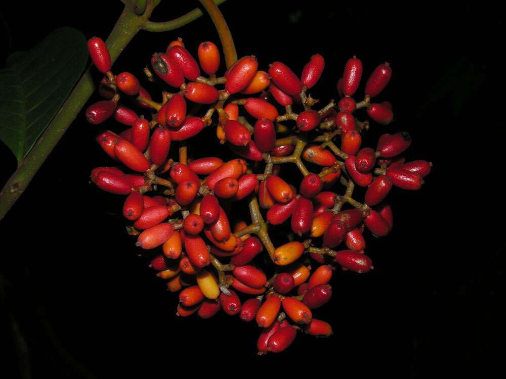 Image of Neea amplifolia Donn. Smith