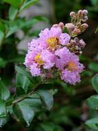 Image of Crape myrtle