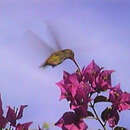 Image of Gilded Hummingbird