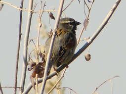 Image of Dead Sea Sparrow