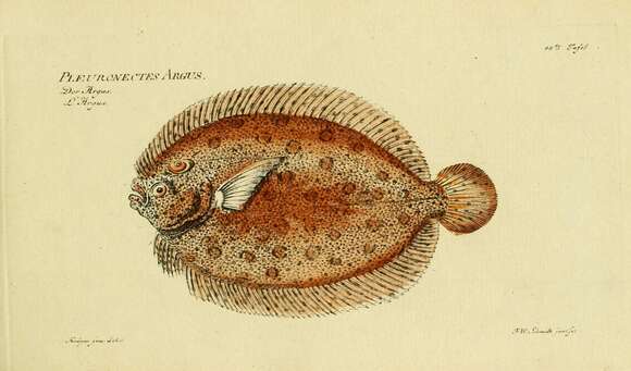 Image of Flounder