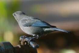 Image of Sayaca Tanager