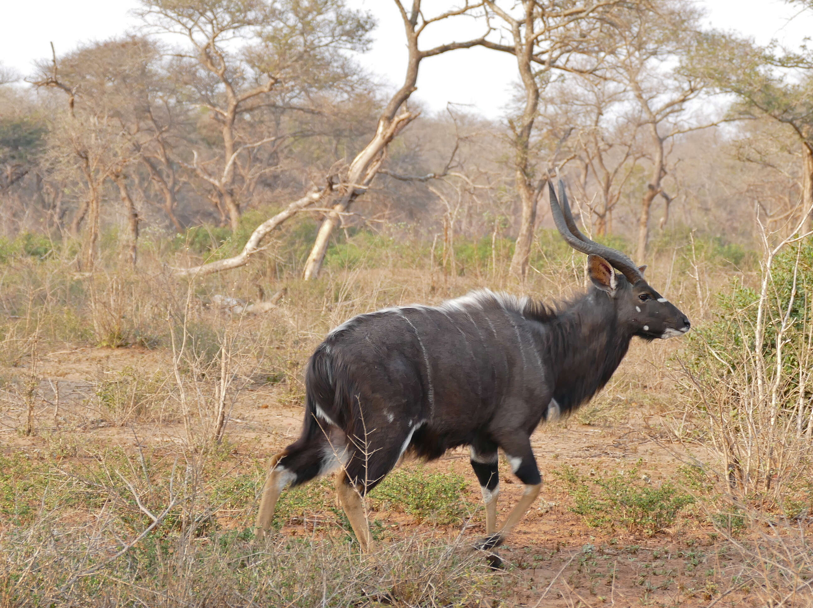 Image of Spiral-horned Antelope