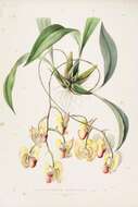 Image of Coryanthes speciosa Hook.