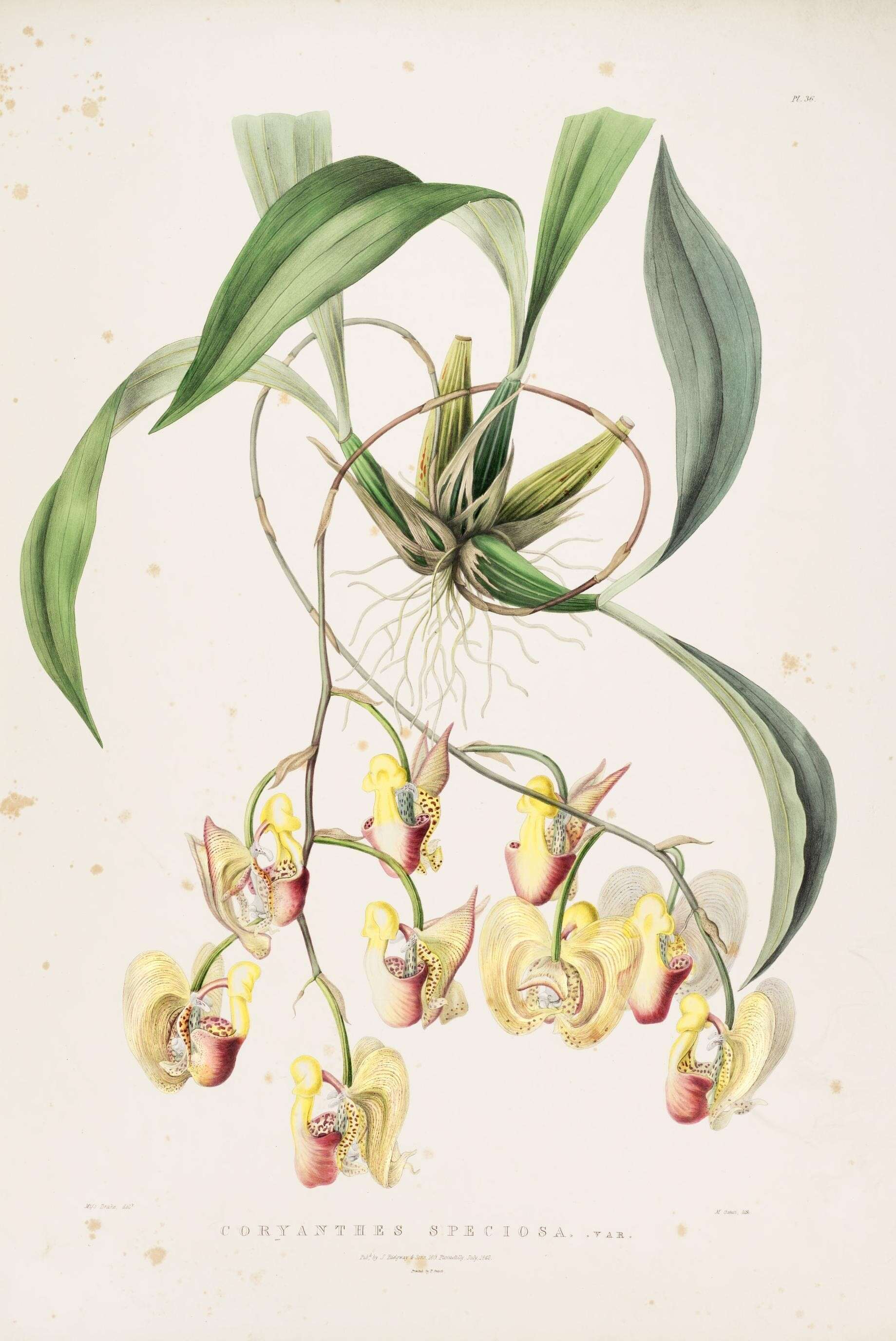 Image of Coryanthes speciosa Hook.