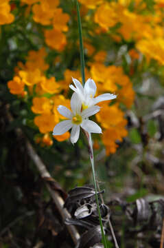 Image of Blue-eyed grass