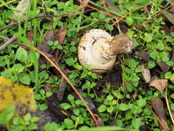 Image of Agaricus